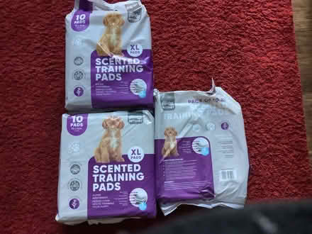 Photo of free Puppy/ dog pads (Rushwick WR2) #1