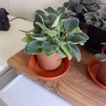 Photo of free Potted plants - african violets and spider plants (Fords Farm RG31) #2