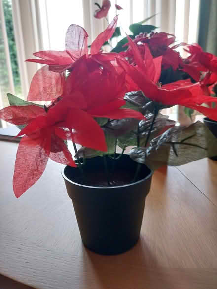 Photo of free Christmas decoration (Trewoon) #1