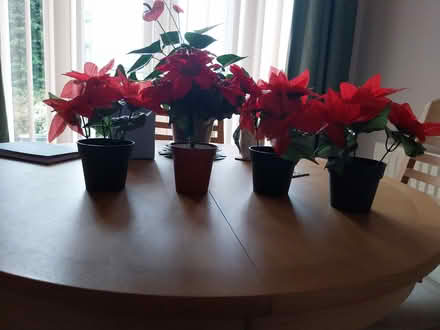Photo of free Christmas decoration (Trewoon) #2