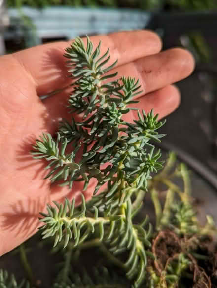 Photo of free Bluish Petrosedum spp (Tonbridge TN10) #2