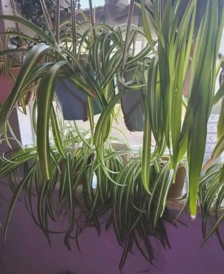 Photo of free Young Spider Plants (Peacehaven, BN10) #1