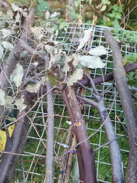 Photo of free Branches for burning (Earlham NR5) #2