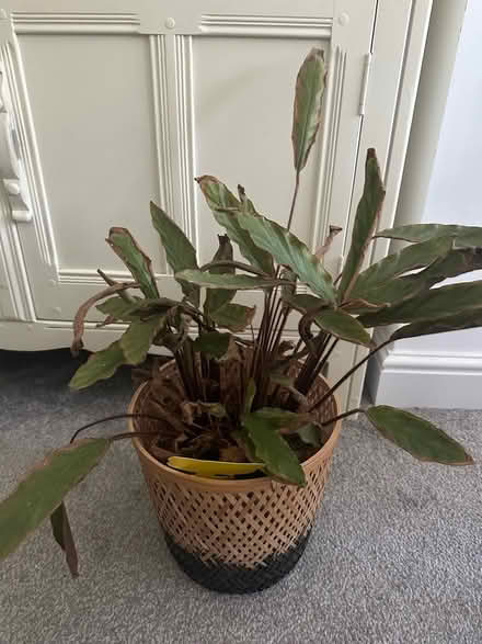 Photo of free Indoor Plants (N22) #4
