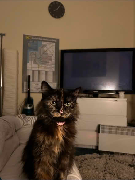 Photo of Cat tree climber (Liverpool L7) #2