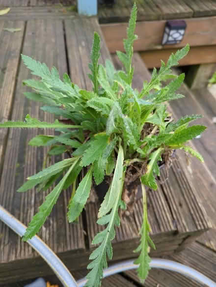 Photo of free Oriental poppy (Tonbridge TN10) #1
