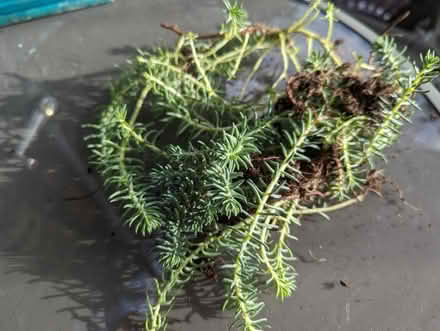 Photo of free Bluish Petrosedum spp (Tonbridge TN10) #1