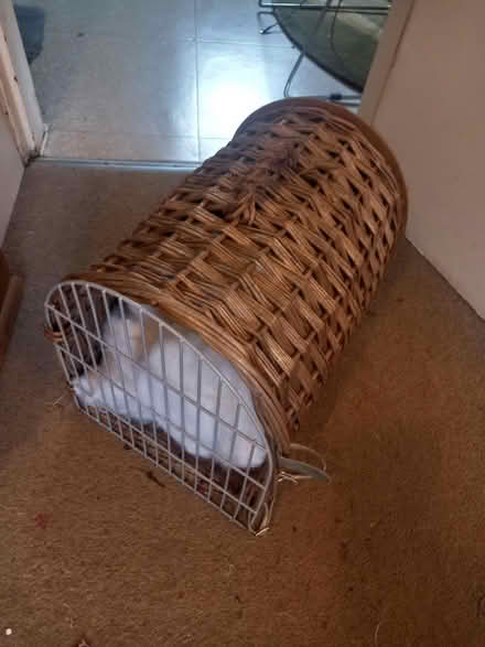 Photo of free Cat basket (S8) #1