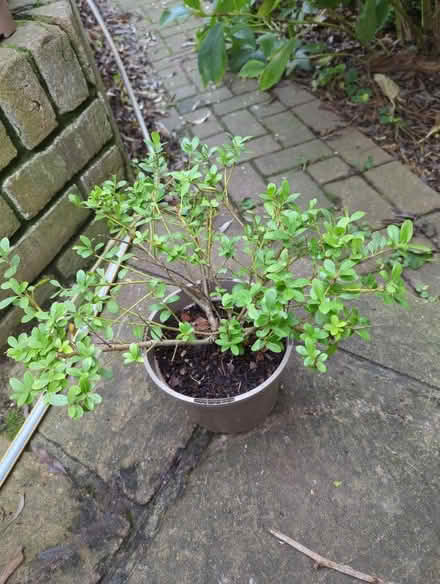 Photo of free Ilex crenata (Tonbridge TN10) #1