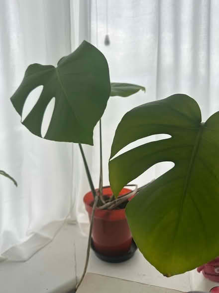 Photo of free Indoor Plants (N22) #3