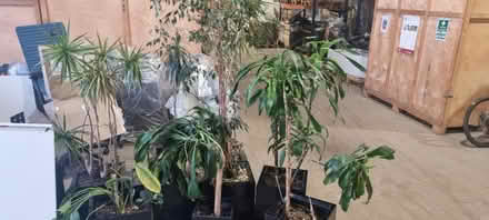 Photo of free Potted plants (Twyford RG10) #1