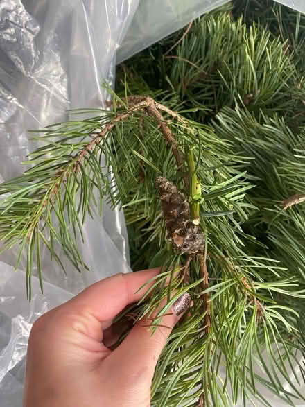 Photo of free Fresh wreath making supplies (Wisewood S6) #3