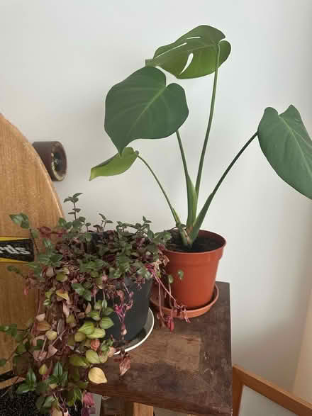 Photo of free Indoor Plants (N22) #2