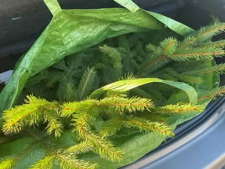 Photo of free Assorted foliage (Cropston LE7) #1