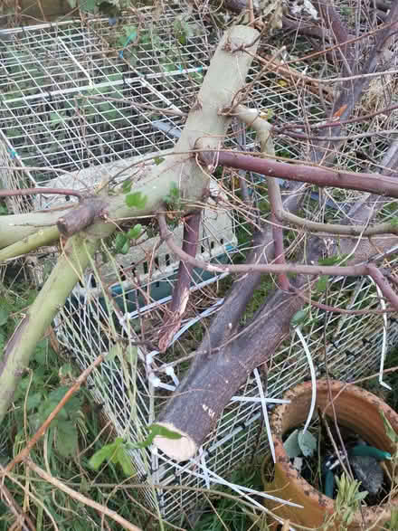 Photo of free Branches for burning (Earlham NR5) #4