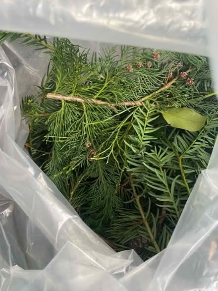 Photo of free Fresh wreath making supplies (Wisewood S6) #1