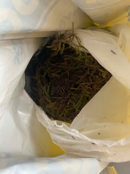 Photo of free Fresh wreath making supplies (Wisewood S6) #4