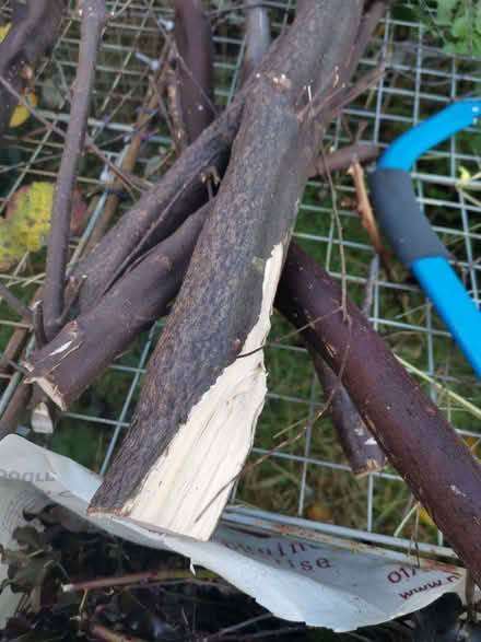 Photo of free Branches for burning (Earlham NR5) #3