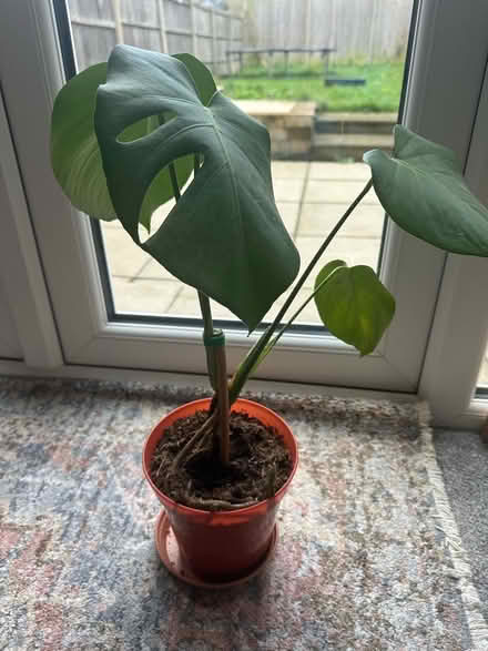 Photo of free Indoor Plants (N22) #1