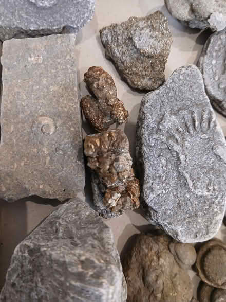 Photo of free Fossils and rocks (Bugbrooke) #4