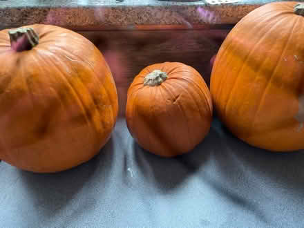 Photo of free 3 pumpkins (Bicknacre CM3) #1