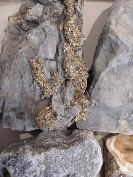Photo of free Fossils and rocks (Bugbrooke) #2