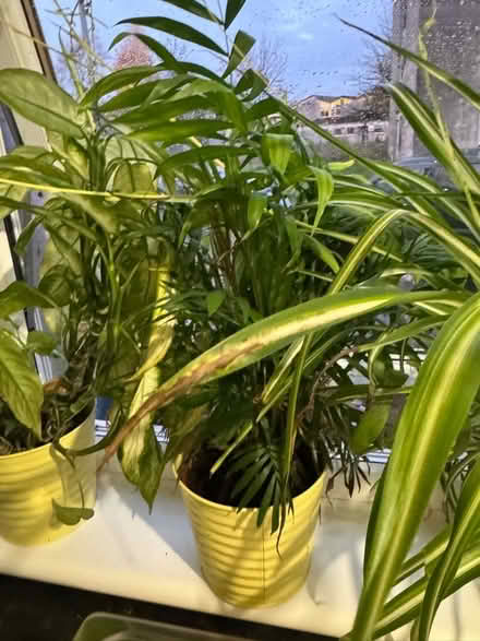 Photo of free 5 Medium/Large Plants (G81) #4