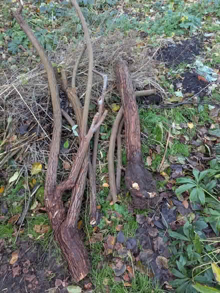 Photo of free Rose wood (Headington OX3) #1