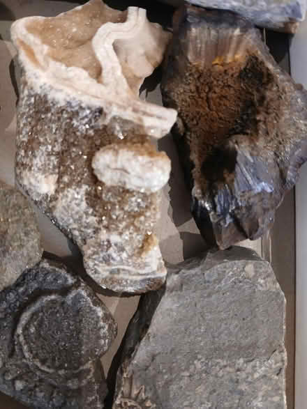 Photo of free Fossils and rocks (Bugbrooke) #3