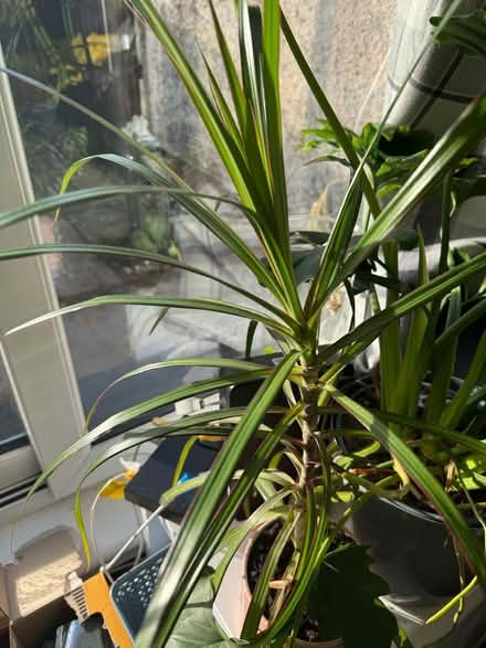 Photo of free 5 Medium/Large Plants (G81) #1