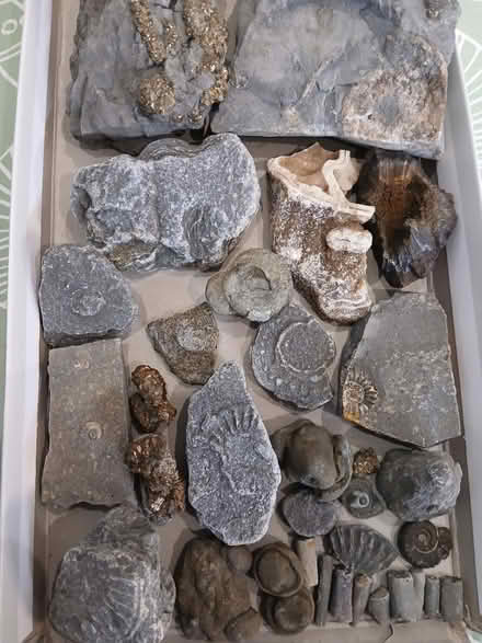 Photo of free Fossils and rocks (Bugbrooke) #1