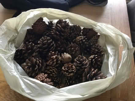 Photo of free Pine cones (Hailsham BN27) #1