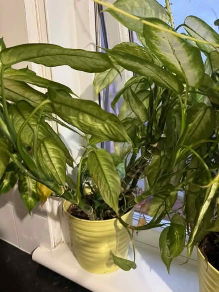 Photo of free 5 Medium/Large Plants (G81) #3