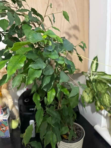 Photo of free 5 Medium/Large Plants (G81) #2