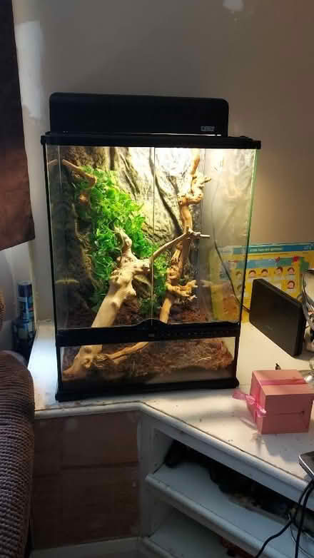 Photo of free Vivarium with 3 stick insects (Tackley OX5) #1
