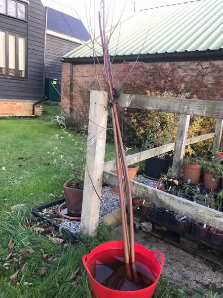 Photo of free 3 willow trees (Burnham on Crouch CM0) #1