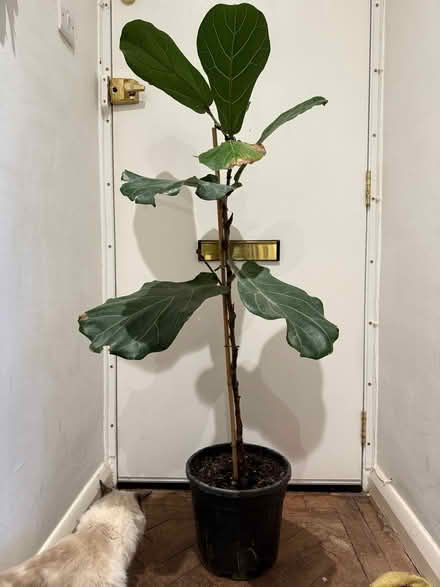 Photo of free fiddle leaf plant (HA0 - Sudbury / Harrow) #1