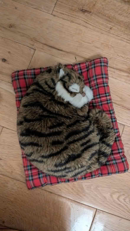 Photo of free Pillow Cat (SW12) #2