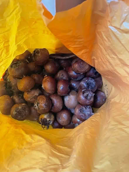 Photo of free Medlars (Palmers Green N13) #1