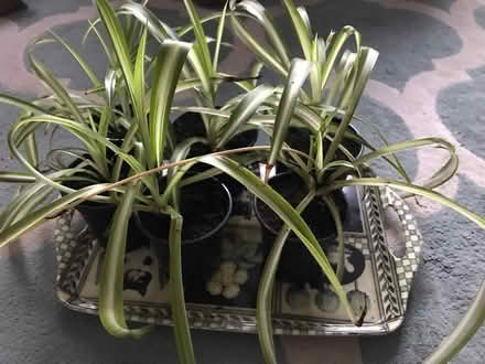 Photo of free Spider plants (Colchester CO4) #1