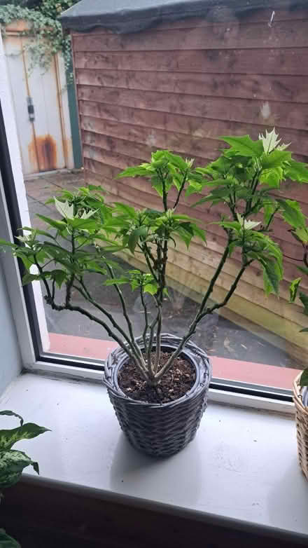 Photo of free Plants (St. James Hospital) #1