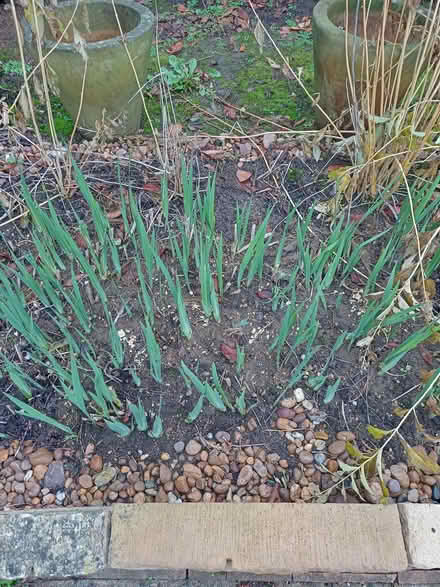 Photo of free Iris orientalis rhizomes (Rose Hill OX4) #2