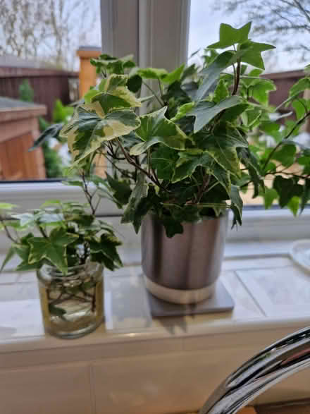 Photo of free 2x ivy plants (Baldock, Clothall Common SG7) #1