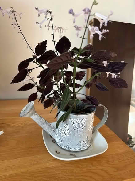 Photo of free Plant in pot - Spurflower (Stevenage SG2) #1