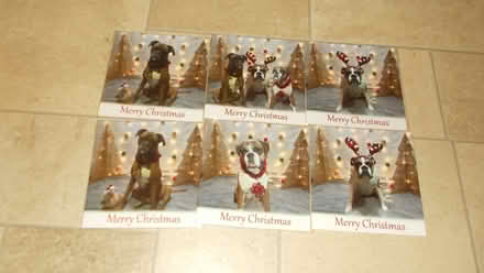 Photo of free 6 chritmas cards - boxer dog picture with envelopes (North Ascot SL5) #1