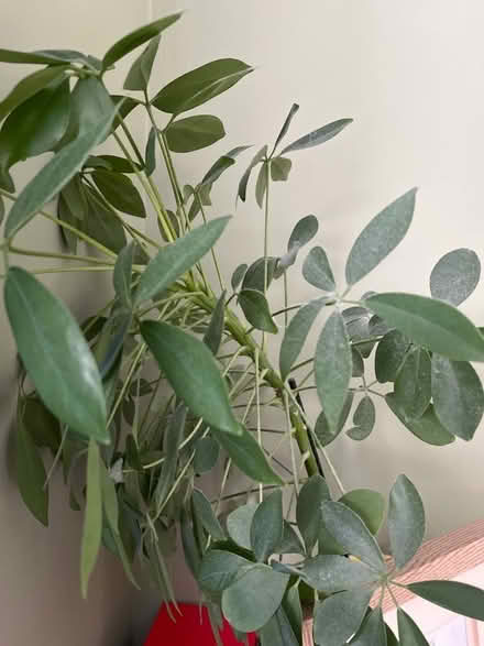 Photo of free Sad plants (Wadsley S6) #3