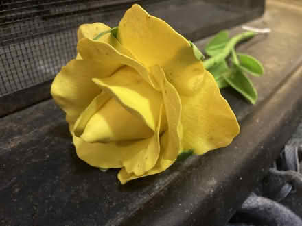 Photo of free rose, owl, fireplace rug (Hill East) #1