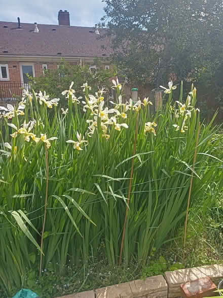 Photo of free Iris orientalis rhizomes (Rose Hill OX4) #1