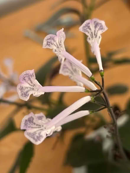 Photo of free Plant in pot - Spurflower (Stevenage SG2) #3