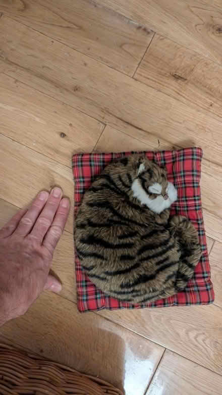 Photo of free Pillow Cat (SW12) #1